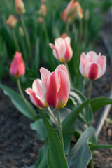 Pink tulip flower or flowering tulipa with bokeh