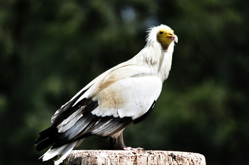 Egyptian Vulture