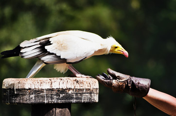 Egyptian Vulture being fed