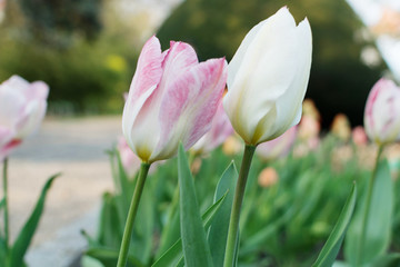 Obraz premium Pink tulip flower or flowering tulipa with bokeh