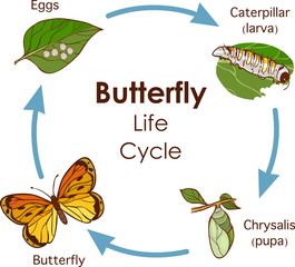 vector illustration of Life Cycle of Butterfly diagram