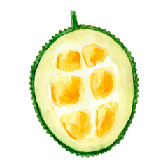 Watercolor Jackfruit fruit. Hand drawn summer illustration. Design for fabric, packaging, textile, cover, postcard