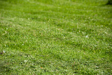 Smooth cut grass is close