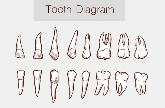   Vector illustration of a Teeth anatomy