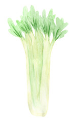 Hand painted watercolor celery. Cabbage Isolated on white background.