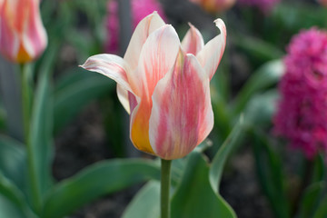 Pink tulip flower or flowering tulipa with bokeh