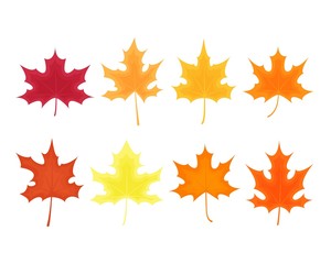 Autumn leaves set of maple tree on white background. Colorful maple leaves drawn in cartoon style. Clipart elements for card, poster, banner, wallpaper, wrapping, textile, fabric, tile, print design