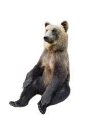 Fototapeta premium brown bear on a white background