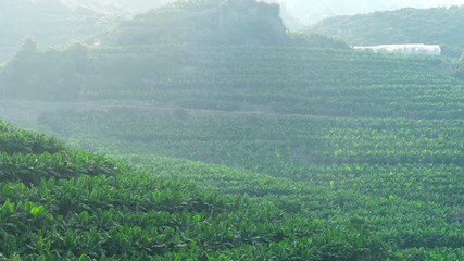 Banana tree plantation in Turkey.