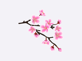 Fototapeta na wymiar Sakura tree branch isolated on white background - pink cherry blossom flowers