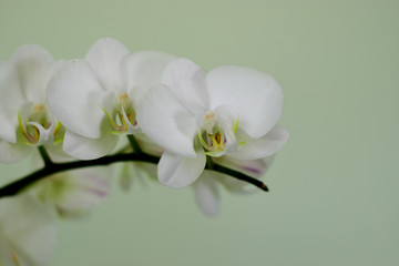Naklejka na ściany i meble Orquídeas blancas