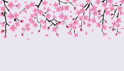 Upper frame border with blooming cherry or sakura vector illustration isolated.