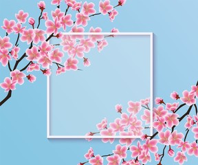 Blossom sakura or cherry flowers on a blank frame vector illustration on a blue.
