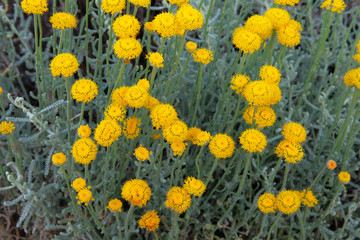 Helichrysum flowers on green nature blurred background. Yellow flowers for herbalism. Medicinal herb.