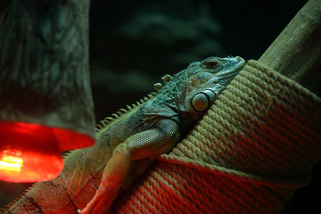 Green American iguana sitting on a trunk tree in an aviary of zoo