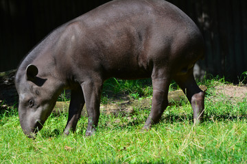 a tapir walks to look for food