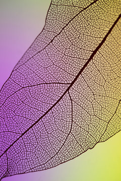 Abstract transparent purple and yellow leaf © Freepik