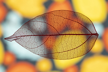 Abstract transparent vivid autumn leaf