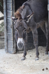 Fototapeta premium ane