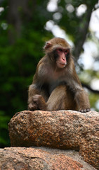 Naklejka na ściany i meble a chimpanzee sitting on a rock