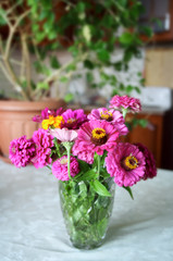 Bouquet of garden gerberas on the table. Still life with purple gerberas.