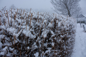 Beauty snowing at the  park