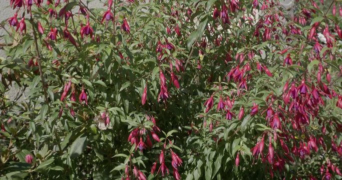 (Fuchsia magellanica) Plants de fuchsias de Magellan au bord d'un muret l&eacute;g&egrave;rement balay&eacute; par le vent