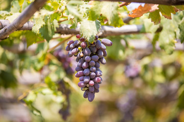 bunch of grapes on the vine