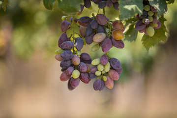 bunch of grapes on the vine