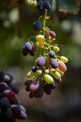 bunch of grapes on the vine