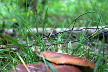 edible mushrooms in a forest glade in the middle of summer, in the rays of the setting sun. Unique image of the surrounding nature