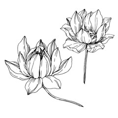 Vector Lotus floral botanical flowers. Black and white engraved ink art. Isolated lotus illustration element. - 285661723