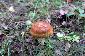 edible mushrooms in a forest glade in the middle of summer, in the rays of the setting sun. Unique image of the surrounding nature