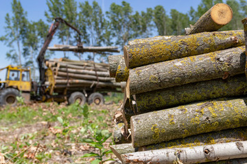 Pile of Wood Logs With Log Loader in the Background - Lumber Industry