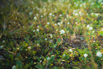Abstract golden sunlight on the grass