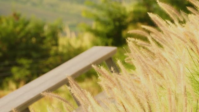 Close up Mission grass with the wind above the wooden balcony in the morning.