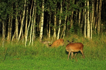 European red deer feeding in a forest glade in the middle of summer, in the rays of the setting sun. Unique wildlife image