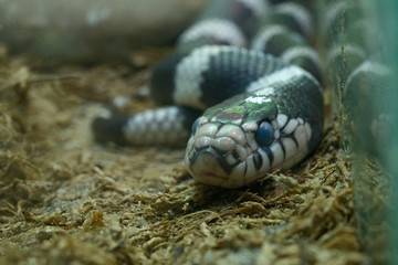 California kingsnake, Lampropeltis getula Californiae, lying in a terrarium of zoo