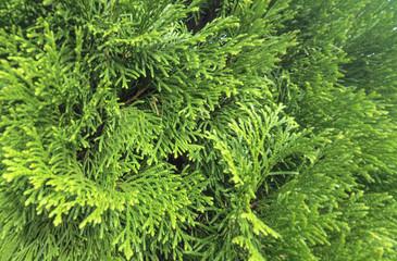 Green thuja texture.