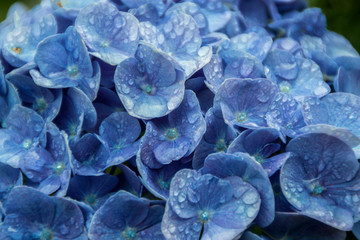 Detail of hydrangea flowers in blue or purple with raindrops