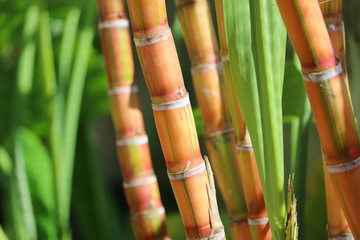 sugar cane