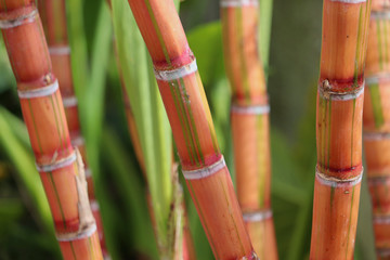 sugar cane