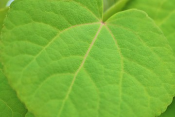 カツラの葉　木　春　杤木