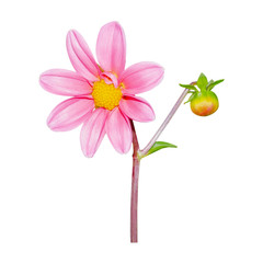 Bright pink Dahlia flowers. Dahlia plant in full bloom. Buds of a dahlia plant.