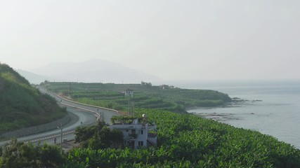 Banana tree plantation in Turkey.