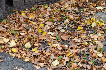 Orange leaves of linden fallen on a concrete ground in the city