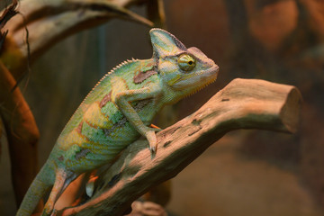 Obraz premium Veiled chameleon, Chamaeleo Calyptratus, sitting on a branch of a tree in a terrarium of zoo