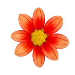 Bright Orange Dahlia flowers. Dahlia plant in full bloom. Buds of a dahlia plant.