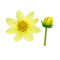 Bright yellow Dahlia flowers. Dahlia plant in full bloom. Buds of a dahlia plant.