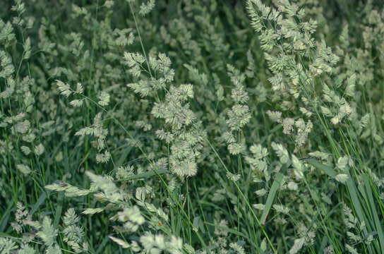 Dactylis glomerata, also known as cock's foot, orchard grass, or cat grass